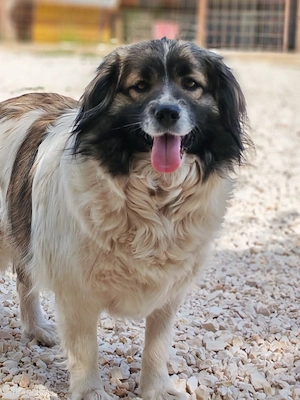Collie Mix Hündin 3 J 20 kg 35 cm bundesweit ausreisebereit 