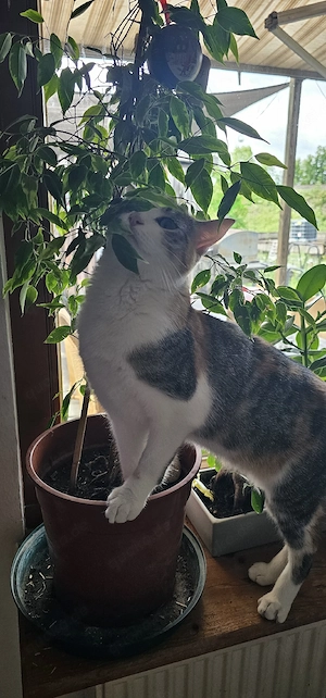 Junge Mischlings Katze sucht neues Zuhause 