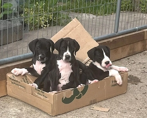 2 süße Deutsche Doggen Mädels