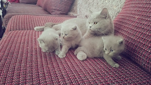 Britisch kurzhaar kitten zu verkaufen 