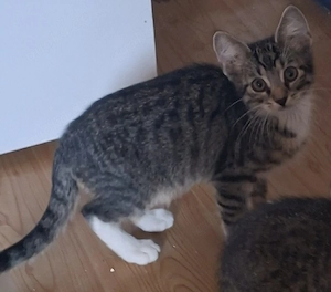 Stubentiger 12 Wochen suchen Liebe und Geborgenheit, auszugbereit 