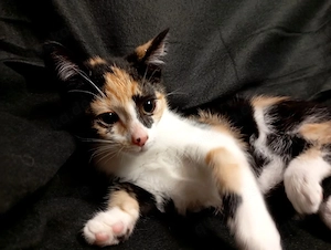 Dreifarbig 15Wo Glückskätzchen Kitten Katzenbaby Kätzchen