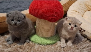 bkh kitten