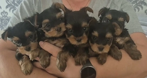 Yorkshire Terrier Welpen