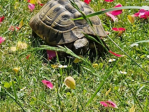Große Isselburger Landschildkröten 