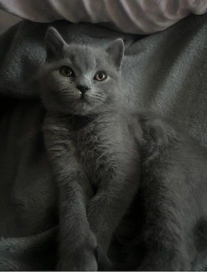     Verschmustes BKH-Kitten sucht liebevolles Zuhause