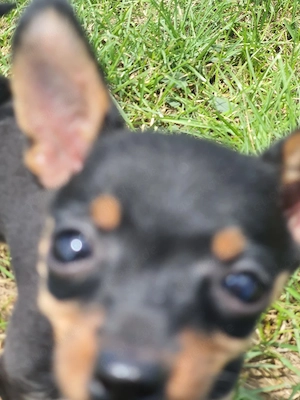 Welpe Pinscher 