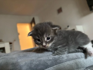 Maine Coon Kitten