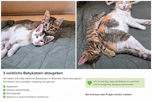 drei kätzchen suchen ein zuhause 