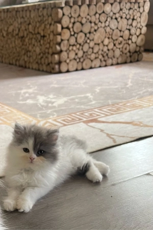 Katze zum verkaufen