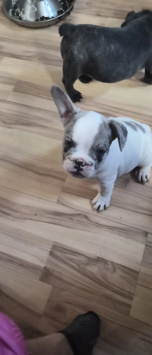 Französische Bulldoggen Welpen 