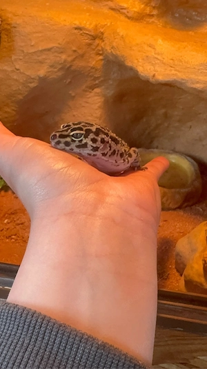 Leopardgecko-Dame sucht neues Zuhause