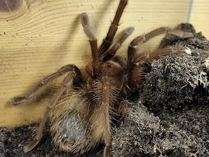 Theraphosa apophysis 0.1 8cm KL adult, weiblich DNZ Vogelspinne