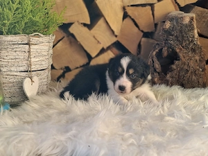 Exklusive Australian Shepherd Welpen mit ASCA-Registrierung   aus erfahrener Zucht!