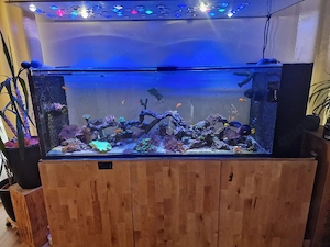 Komplettes Meerwasseraquarium inkl. Besatz, Technik & Zubehör