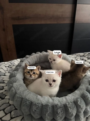 BKH Kitten suchen ein liebevolles Zuhause
