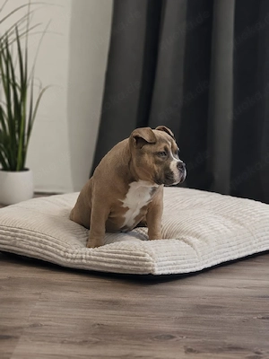 Erstklassiges American Pocket Bully Weibchen Abgabebereit 