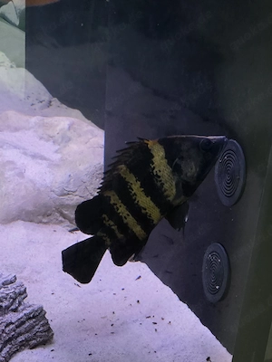 Tigerbarsch, Datnioides Campbelli 