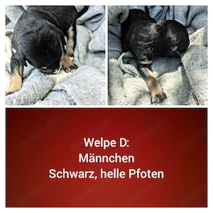 Malinois Mix Welpen 