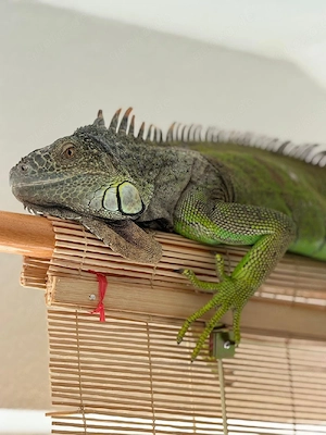 Grüner leguan 
