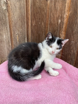 Mischkatzen 