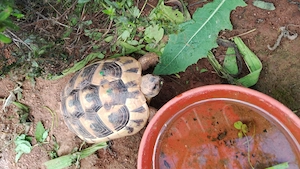 Griechische Landschildkröten weiblich