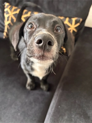 kleiner max sucht neues zuhause 
