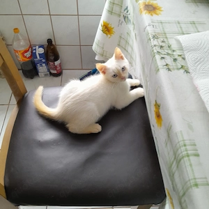 Ein Persische Kater abzugeben 