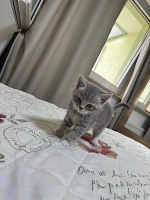 babykatze 