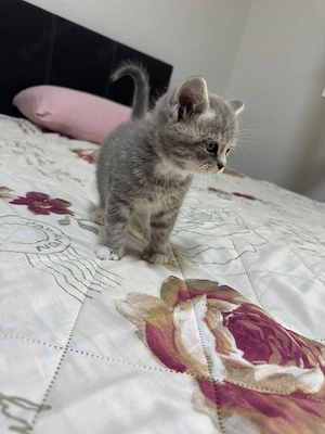 babykatze junge 