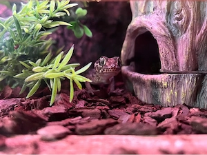 Gecko Madagaskar-Großkopfgecko (Paroedura picta)