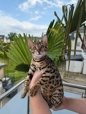 Wundervolles Bengal Kitten abgabebereit
