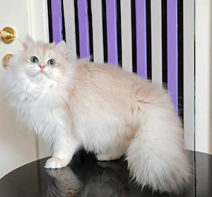 BKH BLH in blue golden Kater mit Stammbaum 
