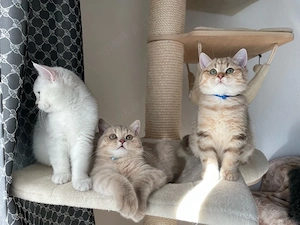 Unsere jungen Kater suchen ein liebevolles Zuhause! Bild 3