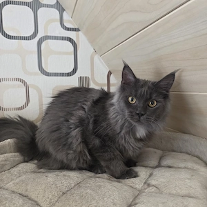 Maine Coon Mädchen  Bild 2