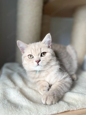 Unsere jungen Kater suchen ein liebevolles Zuhause! Bild 8
