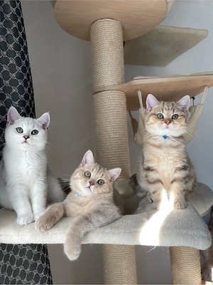 Unsere jungen Kater suchen ein liebevolles Zuhause! Bild 9