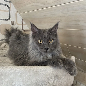 Maine Coon Mädchen  Bild 3