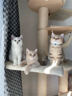 Unsere jungen Kater suchen ein liebevolles Zuhause! Bild 10