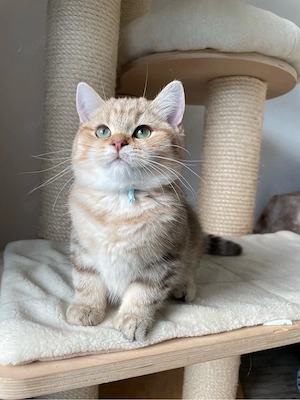 Unsere jungen Kater suchen ein liebevolles Zuhause! Bild 7