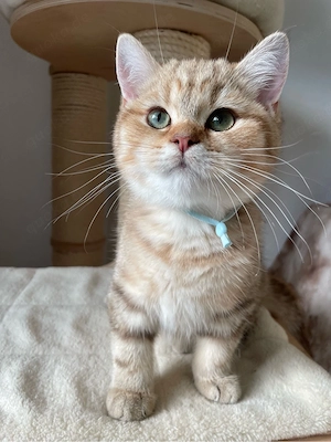 Unsere jungen Kater suchen ein liebevolles Zuhause! Bild 5