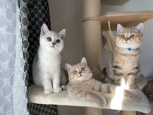 Unsere jungen Kater suchen ein liebevolles Zuhause! Bild 4