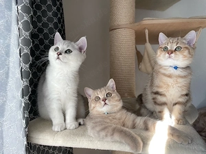Unsere jungen Kater suchen ein liebevolles Zuhause! Bild 2