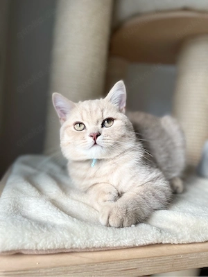 Unsere jungen Kater suchen ein liebevolles Zuhause! Bild 6