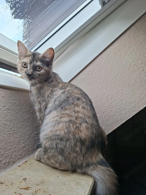 muss schweren Herzen mein Katze