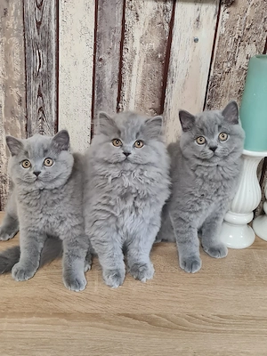 Bkh kitten mit Stammbaum .