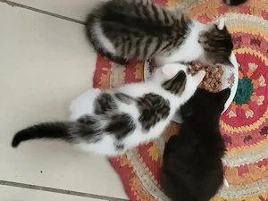 Baby Katze, Bauernhof Katze 8 Woche alt. 
