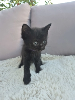 Kitten Russian blue Mix