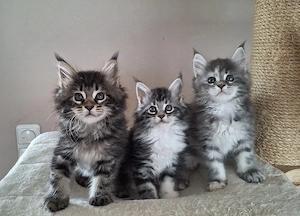 Maine Coon Kitten