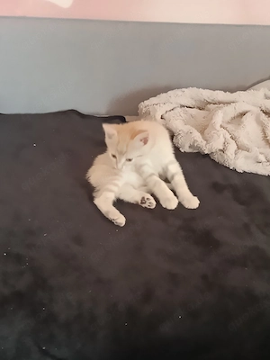11Wochen alter kater